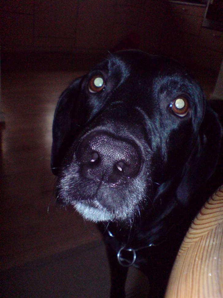 Labrador retriever Mickey billede 8