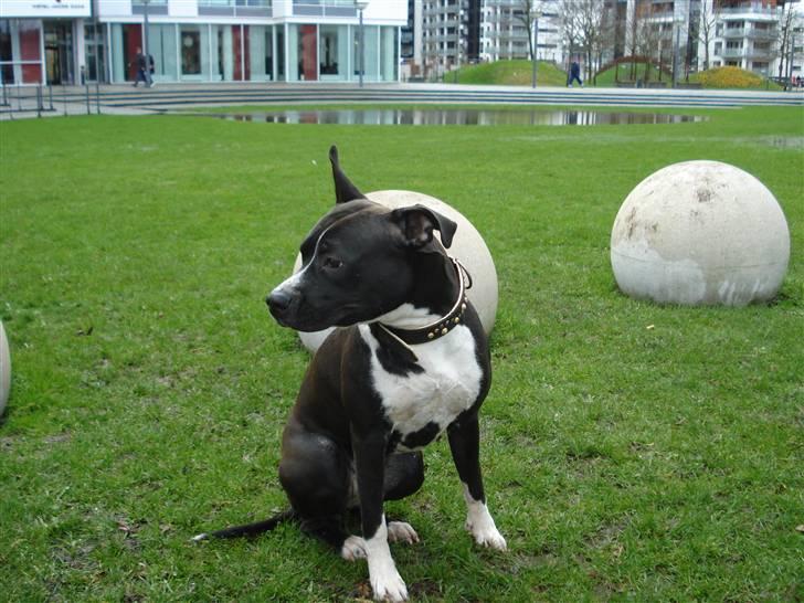 Amerikansk staffordshire terrier BAILY™ billede 10