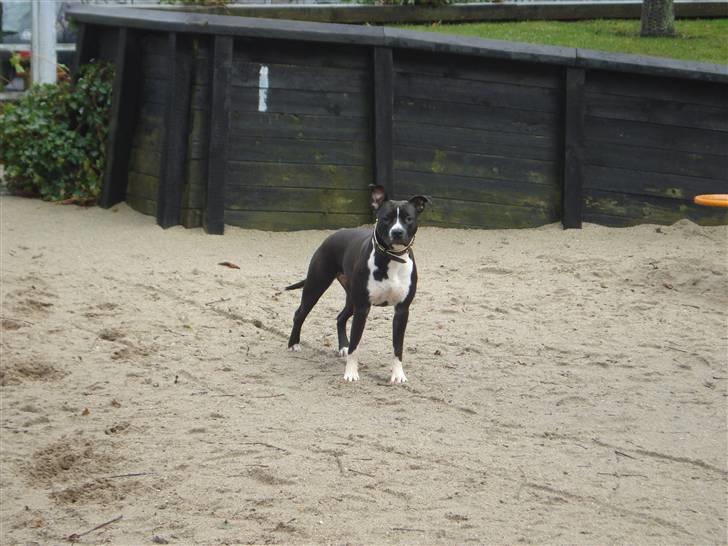 Amerikansk staffordshire terrier BAILY™ billede 11