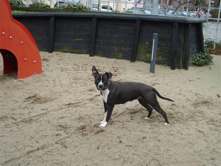 Amerikansk staffordshire terrier BAILY™ billede 12