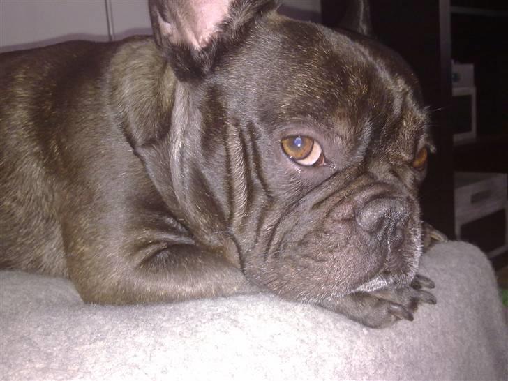 Fransk bulldog Herkules billede 7