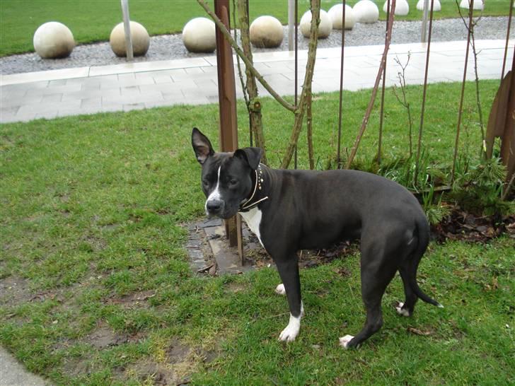 Amerikansk staffordshire terrier BAILY™ billede 13