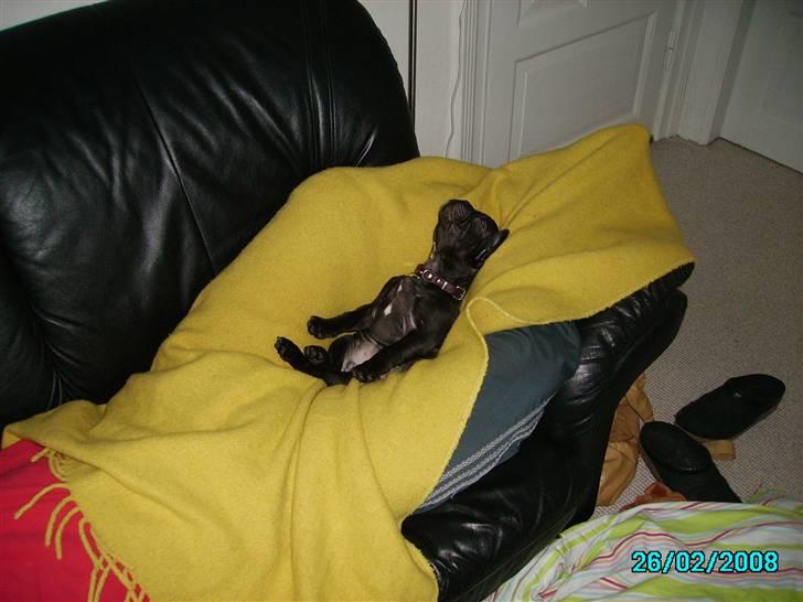 Fransk bulldog Herkules billede 8