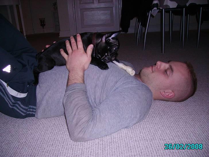 Fransk bulldog Herkules billede 9