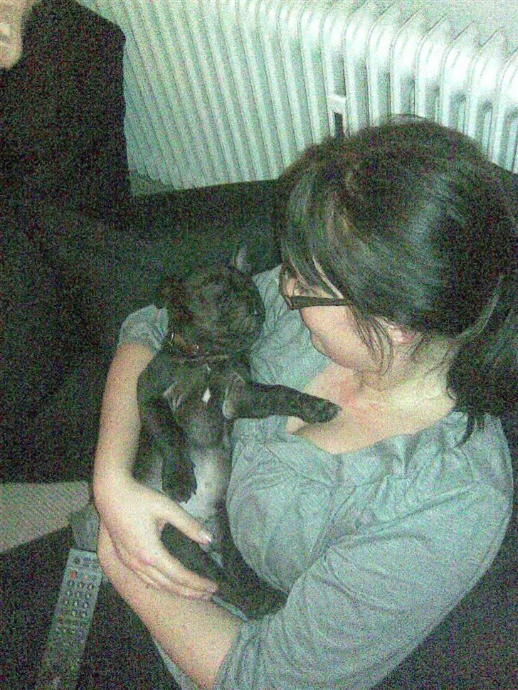 Fransk bulldog Herkules billede 10