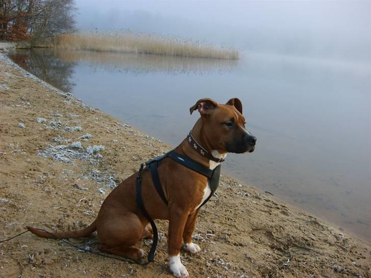 Amerikansk staffordshire terrier Walter - En dejlig morgen i silkeborg billede 1