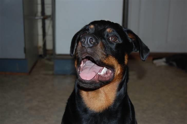 Rottweiler Qato         R.I.P - Pleease mor !!!! Qato er pt en rigtig "pubertets rocker" ( ca ½ år) billede 1