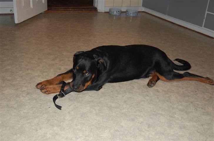 Rottweiler Qato         R.I.P - He he jeg nedlagde selv knægtens bælte :) billede 2