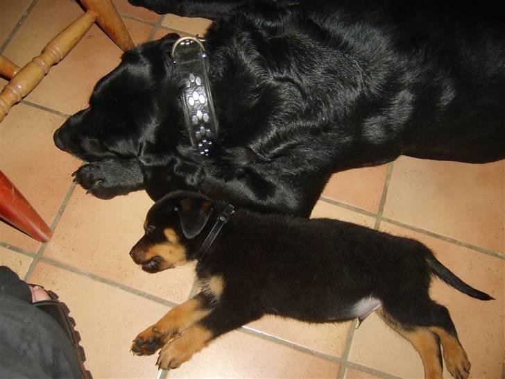 Rottweiler Qato         R.I.P - Den dag vi havde fået Qato(8 uger) hjem, var han mest tryg hos Ozzy billede 3