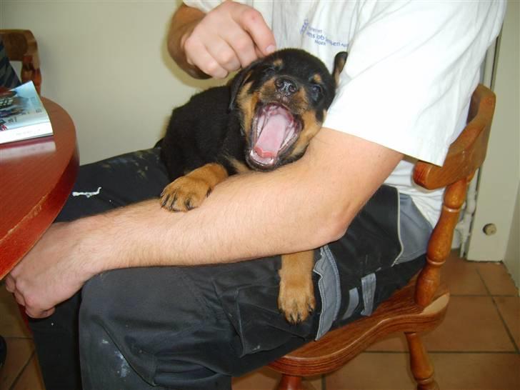 Rottweiler Qato         R.I.P - Qato´s kælenavn blev hurtig til Kroko, se selv hvorfor billede 4