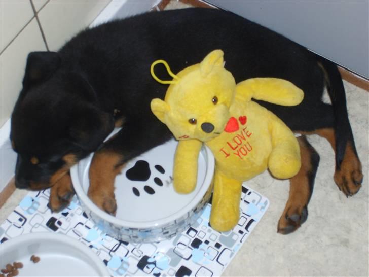 Rottweiler Qato         R.I.P - Fodbad.. Sådan går det når man midt i leg bliver tørstig.. Zzzz... billede 5