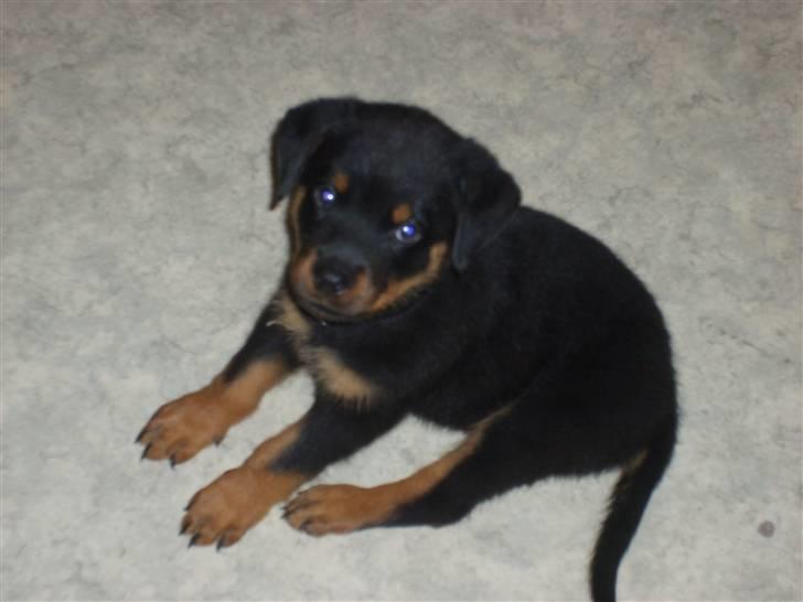 Rottweiler Qato         R.I.P - Jamen han er da bare dejlig billede 6