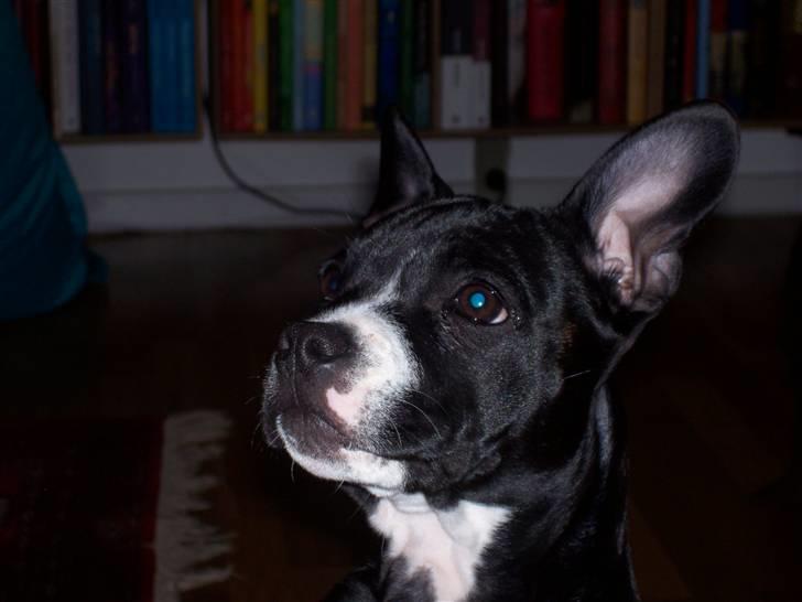 Blanding af racer ALBA - Se jeg tigger! Hvem kan stå for mig! billede 2