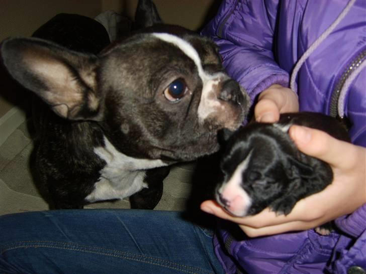 Blanding af racer ALBA - Mig som lille og min mor Freya :D billede 3