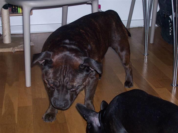 Blanding af racer ALBA - Min far Fister og mig, vi leger :b billede 4