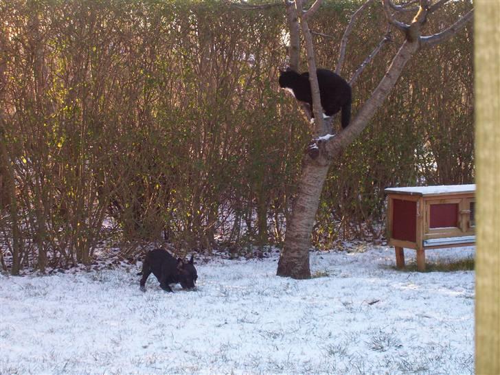 Blanding af racer ALBA - Første gang jeg så sne ! billede 5