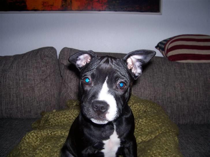 Blanding af racer ALBA billede 6