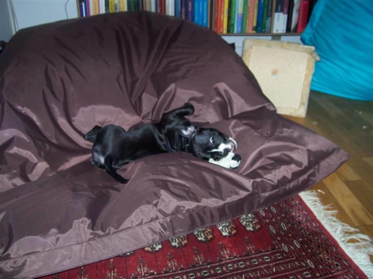 Blanding af racer ALBA - Jeg leger :D billede 7