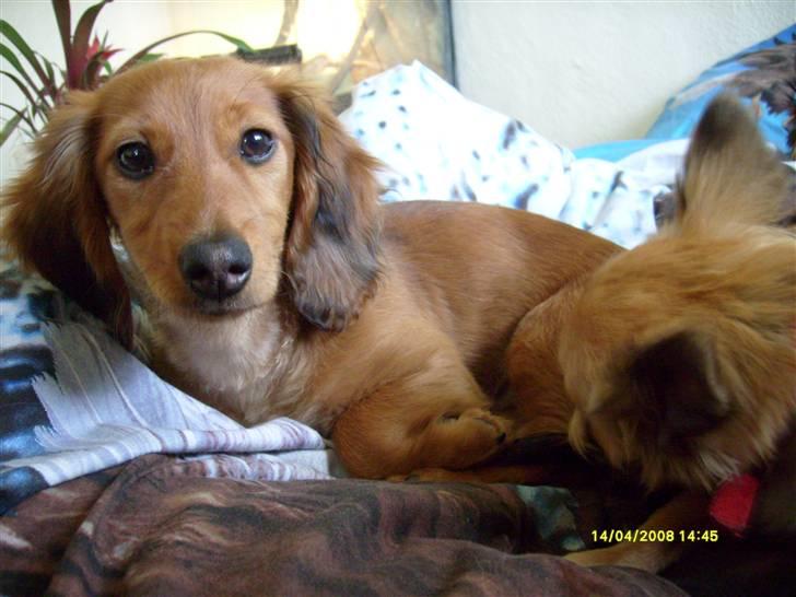 Dværggravhund Lucia *Min mors*RIP - hvad er der? billede 26