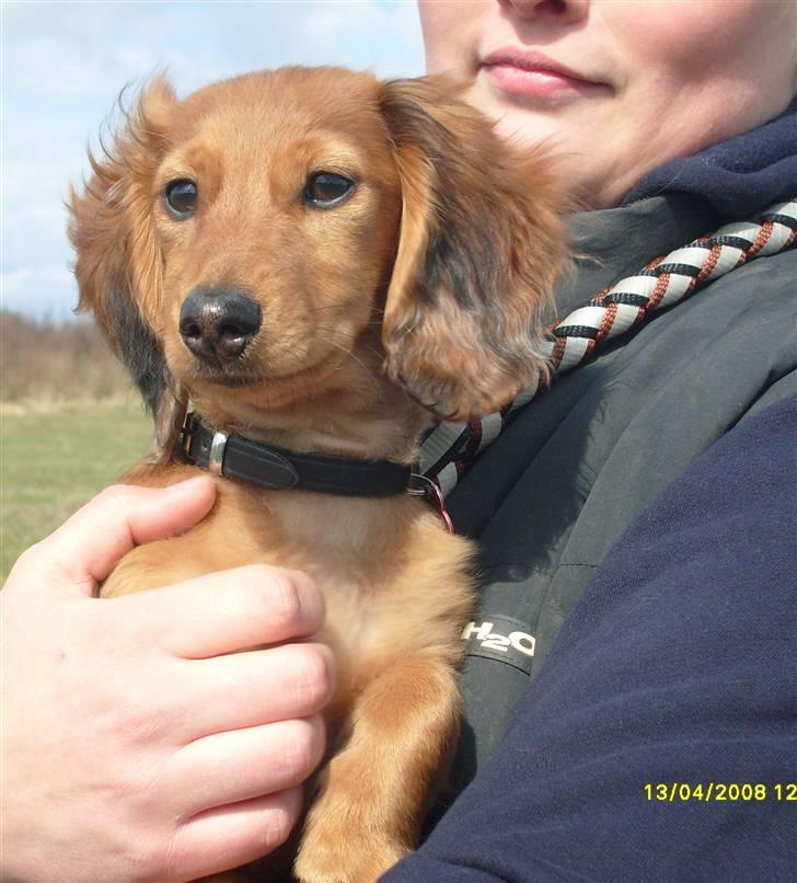 Dværggravhund Lucia *Min mors*RIP - Nyder li udsigten.. billede 27