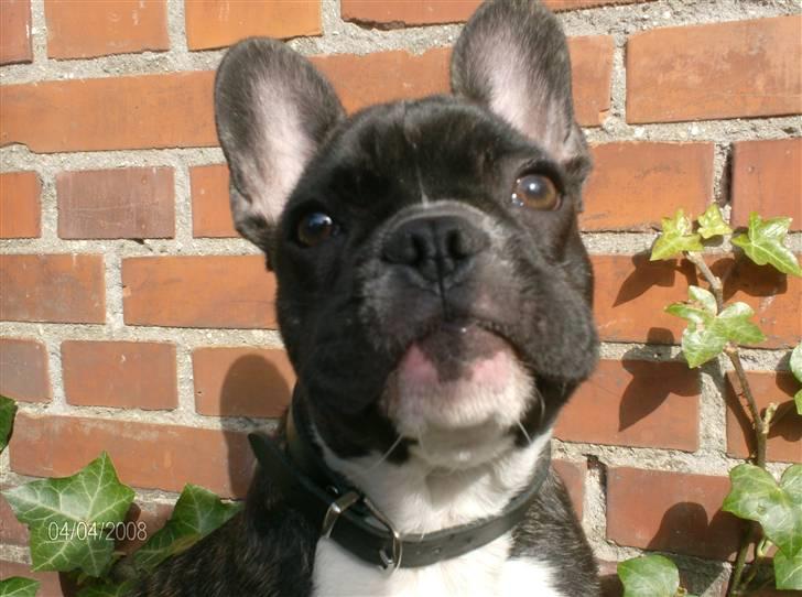 Fransk bulldog Sumo - Det er min have billede 9