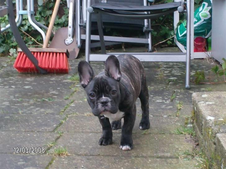 Fransk bulldog Sumo - På terrassen billede 11