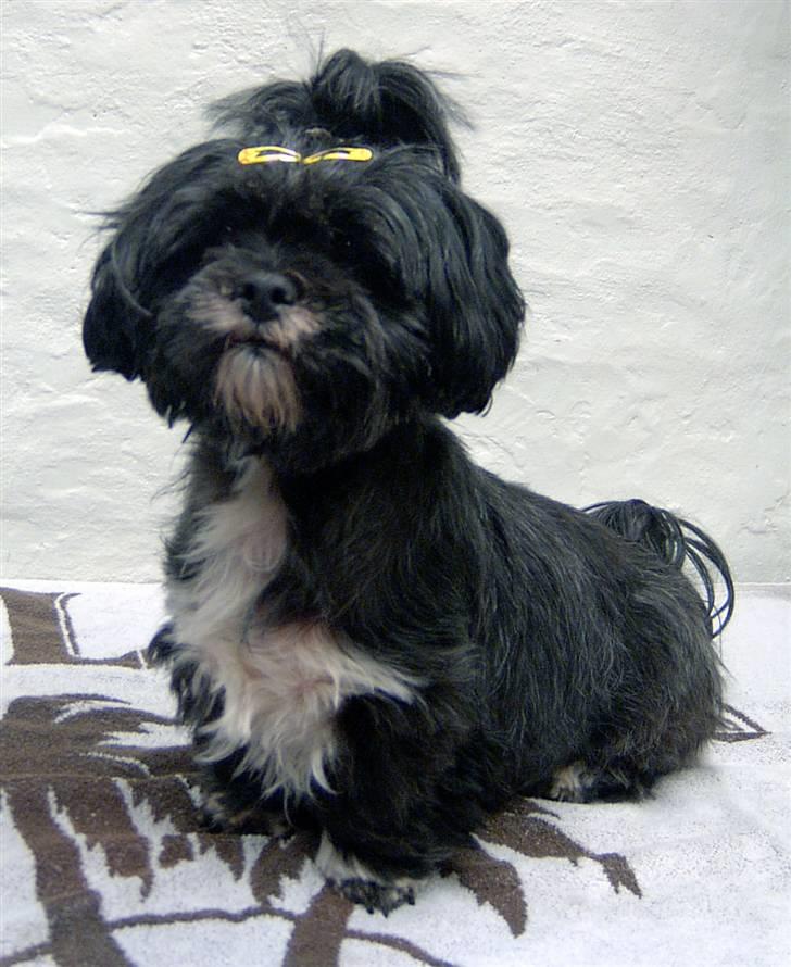Lhasa apso JUANITA - Nitte i lammeklip:-) billede 13