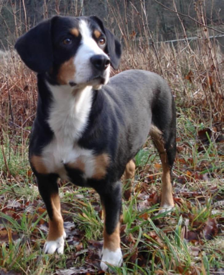 Entlebucher sennenhund Hannah billede 1
