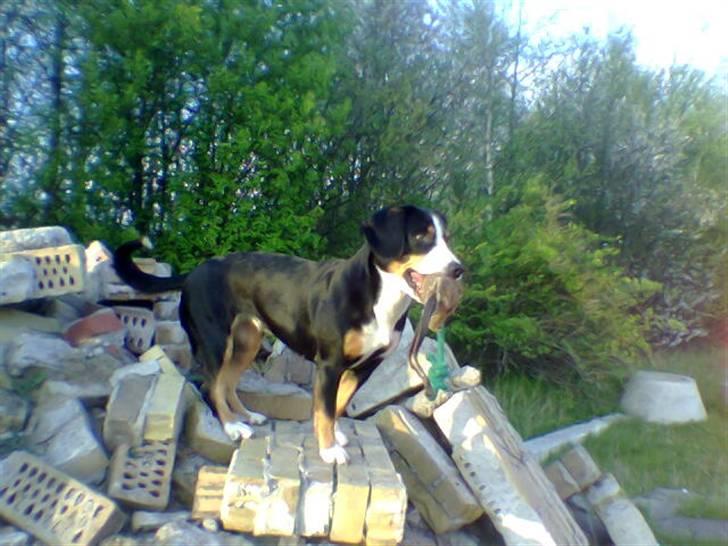 Entlebucher sennenhund Hannah billede 2