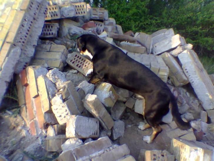 Entlebucher sennenhund Hannah billede 3