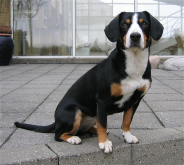 Entlebucher sennenhund Hannah billede 4