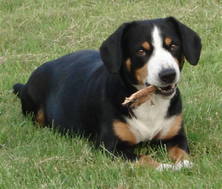 Entlebucher sennenhund Hannah billede 5