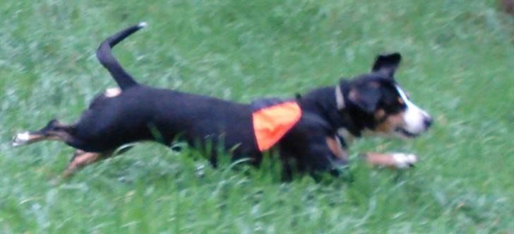 Entlebucher sennenhund Hannah - Hannah elsker at læbe i skoven og finde mennesker billede 8