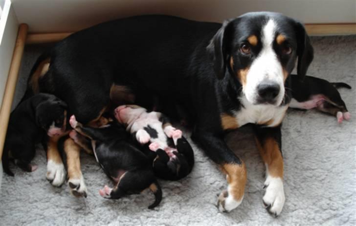 Entlebucher sennenhund Hannah billede 6
