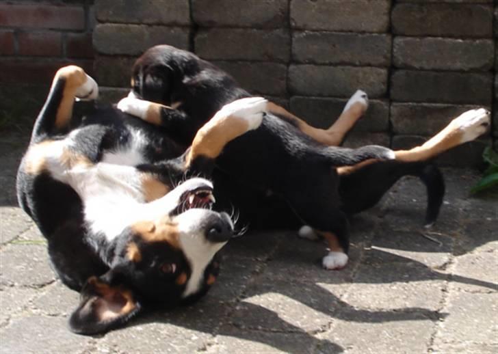 Entlebucher sennenhund Hannah billede 7