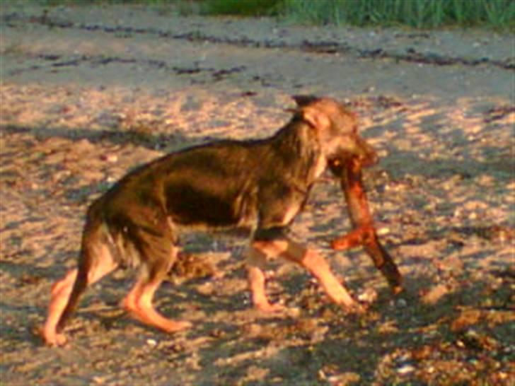 Schæferhund Kento (R.I.P 02.09.09) - her er så vores Kento. dejlig hund billede 1