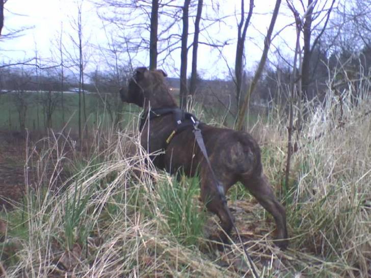 Staffordshire bull terrier Emika *RIP* billede 8