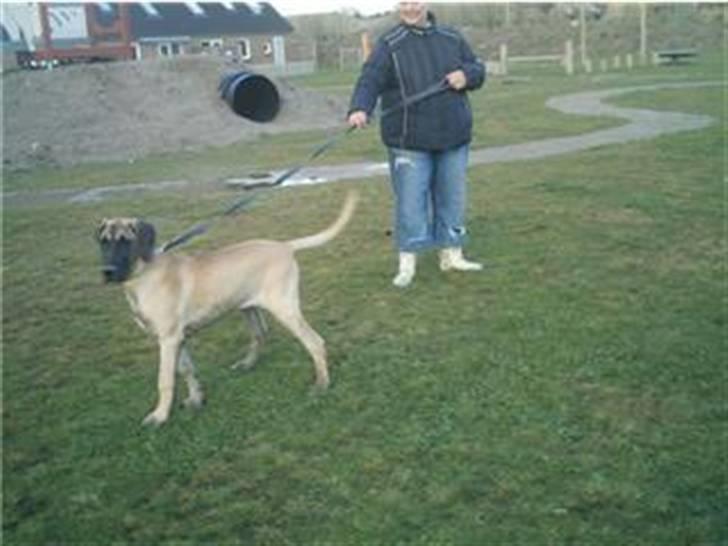 Grand danois Ringo star udine billede 1