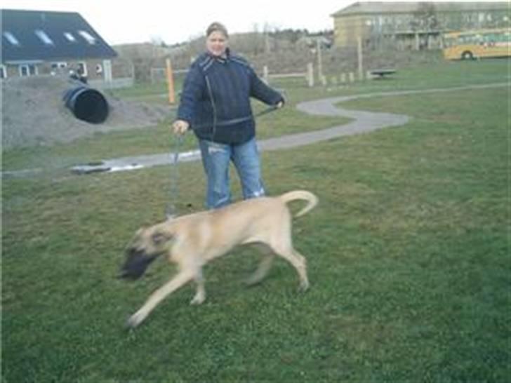 Grand danois Ringo star udine billede 2