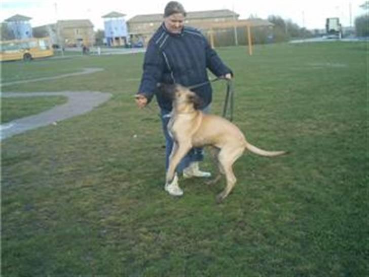 Grand danois Ringo star udine billede 3