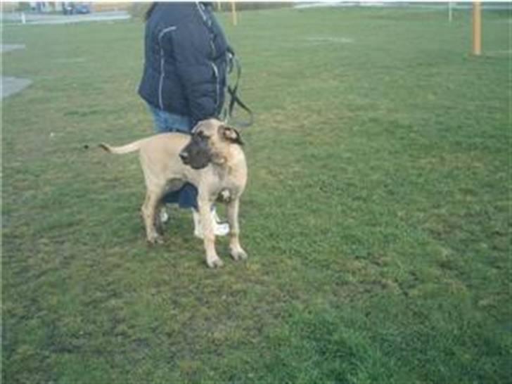 Grand danois Ringo star udine billede 4