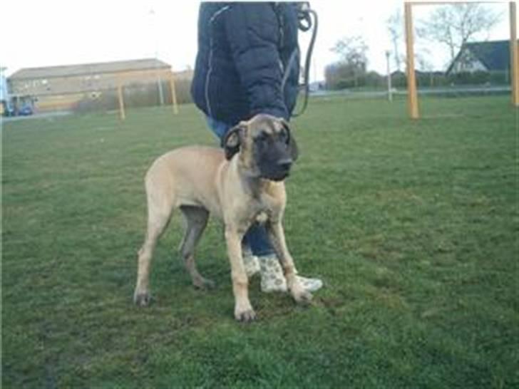 Grand danois Ringo star udine billede 5