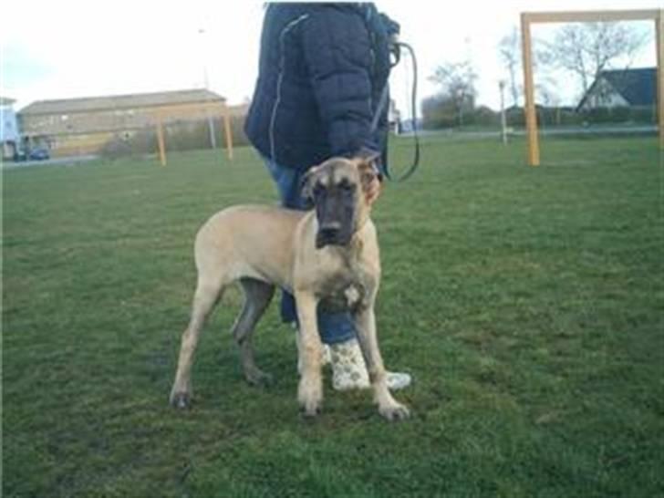 Grand danois Ringo star udine billede 6