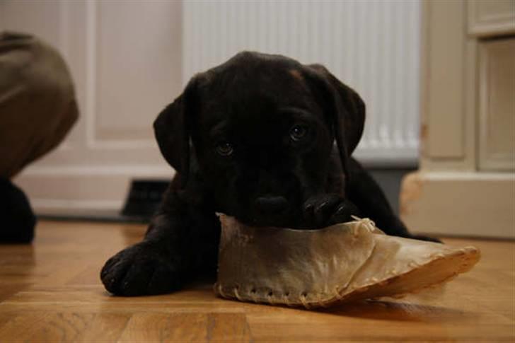 Blanding af racer Loke - elsker min sko... billede 18