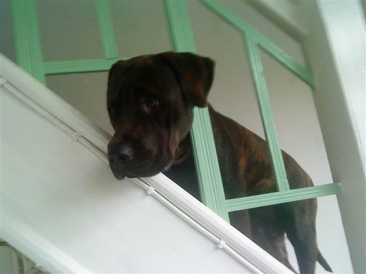 Blanding af racer Loke - hæh det var sjovt... billede 19