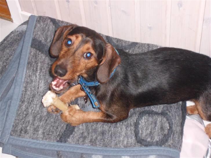 Gravhund Bimmer billede 11