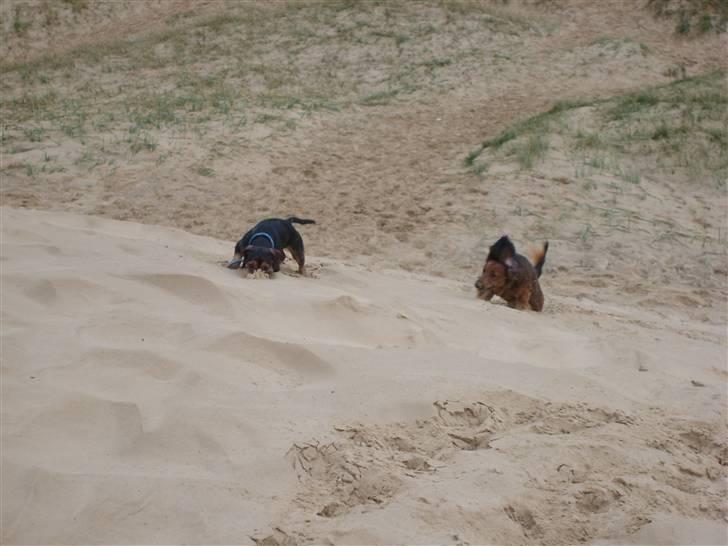 Gravhund Bimmer billede 12