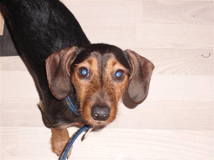 Gravhund Bimmer billede 13