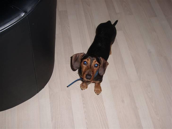 Gravhund Bimmer billede 14