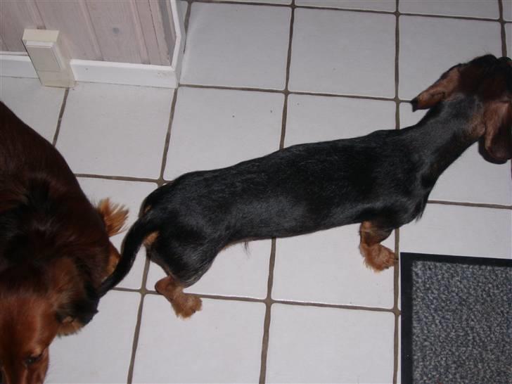 Gravhund Bimmer billede 15